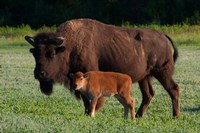 American Bison And Calf Fine Art Print