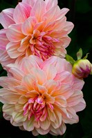 Close-Up Of Pink Dahlia Flowers Fine Art Print