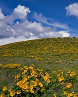 Rowena Plateau Landscape, Oregon Fine Art Print