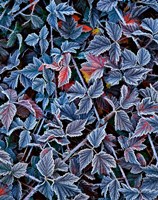 Frost On A Wild Blackberry Bush Fine Art Print