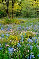 Wildflowers In Camassia Natural Area, Oregon Fine Art Print