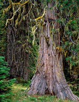 Incense Cedar Tree, Oregon Fine Art Print