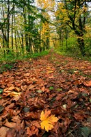 Trail Covered In Maples Leaves, Oregon Fine Art Print