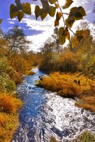 Scenic View Of Dieckman Creek, Oregon Fine Art Print