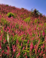 Hillside Of Foxglove In Clatsop County, Oregon Fine Art Print