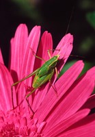 Fork-Tailed Bush Katydid On A Gerbera Flower Fine Art Print