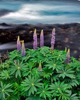 Lupine Next To The Metolius River Fine Art Print