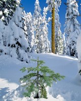 Scenic Of New Snow On Forest, Oregon Fine Art Print