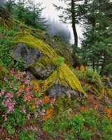 Scenic View Of Mt Hood National Forest, Oregon Fine Art Print