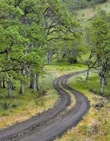 Road Lined With Oak Trees, Oregon Fine Art Print
