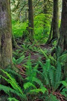 Scenic Forest, Oregon Fine Art Print