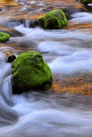 Mckenzie River Flowing Over Moss-Covered Rocks, Oregon Fine Art Print