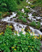 Yellow Monkeyflowers Along Wahkeena Creek, Oregon Fine Art Print