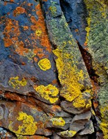 Lichen Covered Basalt Rock, Oregon Fine Art Print