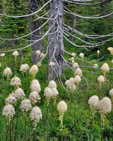 Beargrass Around Dead Evergreen, Oregon Fine Art Print