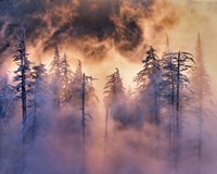 Evergreens In Fog, Mt Hood National Forest, Oregon Fine Art Print
