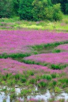 Purple Loosestrife Flowers In A Marsh, Oregon Fine Art Print