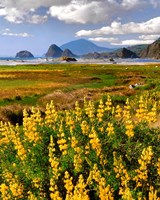 Landscape Of Yellow Lupine, Oregon Fine Art Print