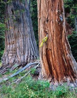 Two Incense Cedar Trees, Oregon Fine Art Print