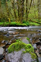 Wilson River, Oregon Fine Art Print