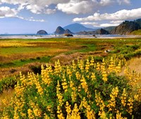 Coastal Landscape With Yellow Lupine, Oregon Fine Art Print