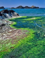 Rock Formations And Algae At Seal Rock, Oregon Fine Art Print