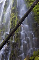 Proxy Falls Over Basalt Columns, Oregon Fine Art Print