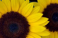 Close-Up Detail Of Dune Sunflowers Fine Art Print