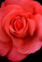 Orange Rose With Rain Drops Fine Art Print