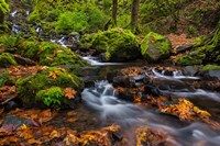 Autumn Color Along Starvation Creek Falls In, Oregon Fine Art Print