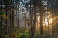 Sunset Rays Penetrate The Forest In The Siuslaw National Forest Fine Art Print