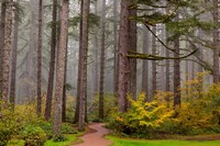 Forest Fog In Sliver Falls State Park, Oregon Fine Art Print