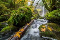 Autumn At Elowah Falls, Oregon Fine Art Print