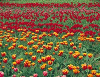 Field Of Colorful Tulips In Spring, Willamette Valley, Oregon Fine Art Print