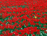 Lone Yellow Tulip Among Field Of Red Tulips, Oregon Fine Art Print