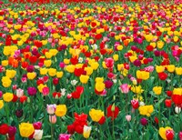 Field Of Bright Tulips In Spring, Oregon Fine Art Print