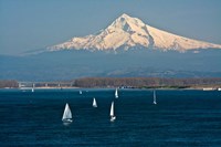 Sailboats On The Columbia River, Oregon Fine Art Print