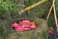 Water Basin Flowers, Portland Japanese Garden, Oregon Fine Art Print