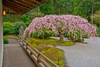 Weeping Cherry Tree, Portland Japanese Garden, Oregon Fine Art Print