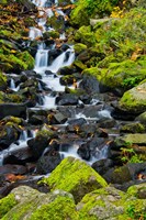 Starvation Creek Falls In Autumn, Columbia Gorge Oregon Fine Art Print