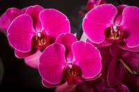 Purple Hybrid Orchids On Black Fine Art Print