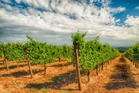 Dundee Hills Vineyard, Oregon Fine Art Print