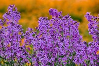 Rocket Plants In Full Bloom, Oregon Fine Art Print