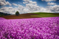 Willamette Valle With Dames Rocket Plants, Oregon Fine Art Print