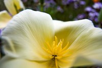 Close-Up Of Poppy In Bloom Fine Art Print