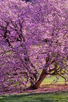 Tree In Bloom, Pennsylvania Fine Art Print