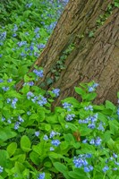 Spring Flowers Blossoming Around A Tree Trunk Fine Art Print