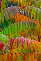 Autumn Neon Colors Of Staghorn Sumac Leaves In The Rain Fine Art Print