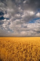 Summer Morning Wheat Fields, South Dakota Fine Art Print