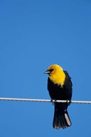 Yellow-Headed Blackbird On A Power Line Fine Art Print